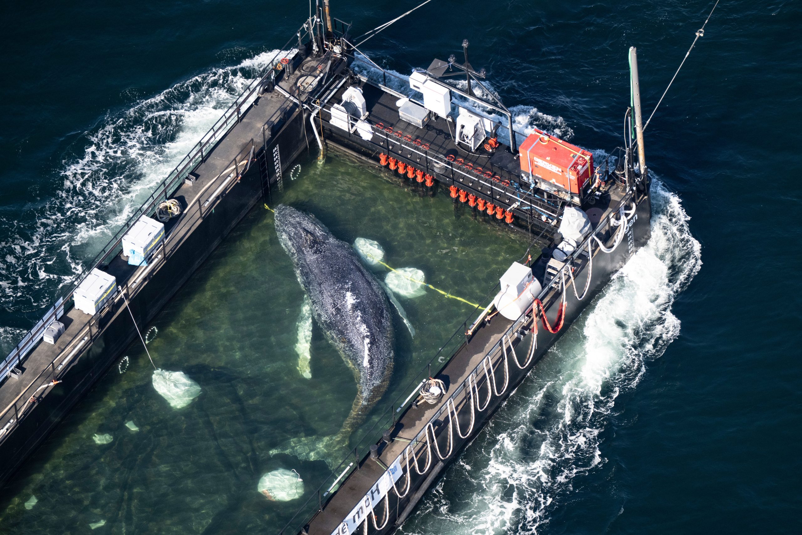 Timmy, la baleine à bosse retrouvée morte au large des côtes danoises