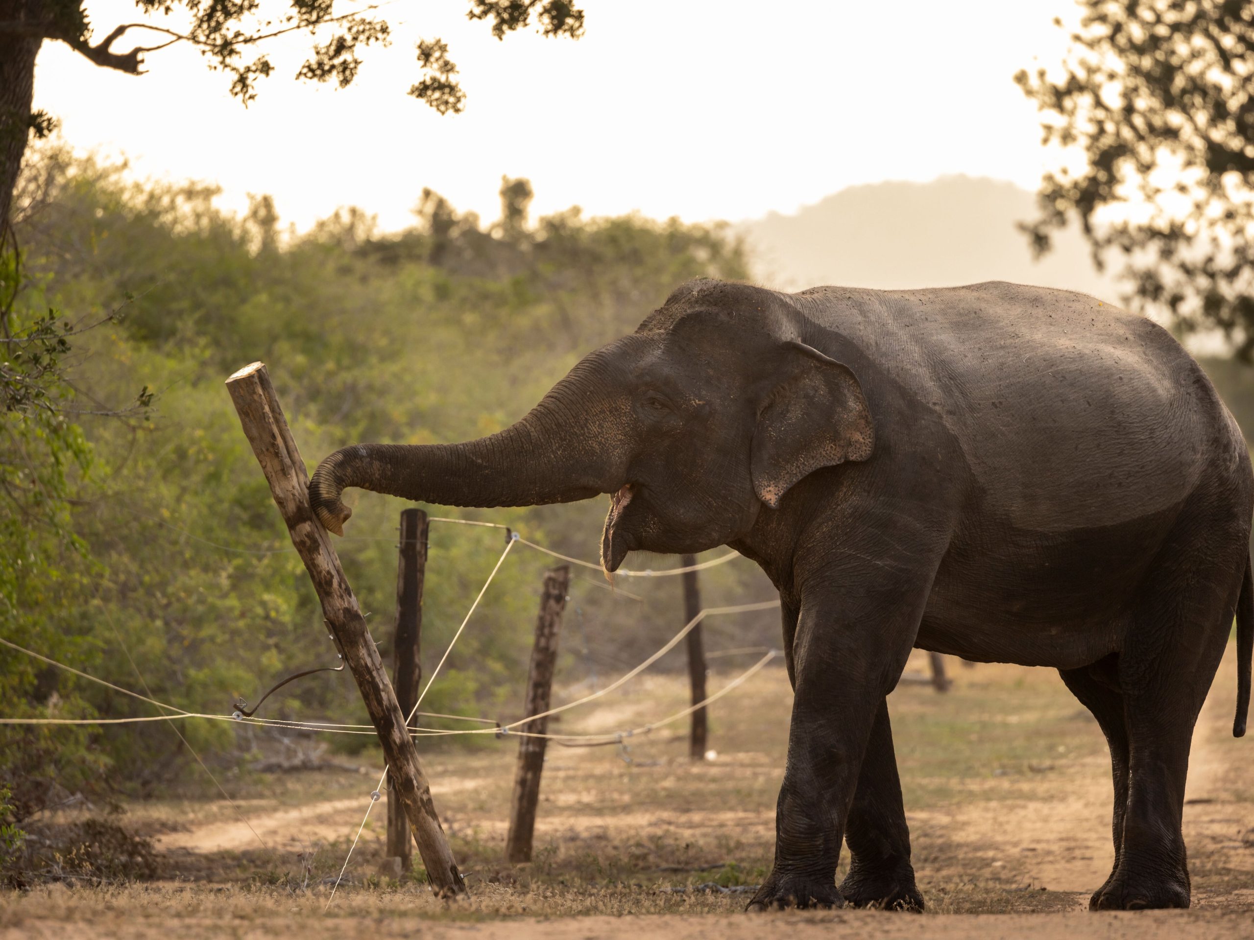 Les éléphants mangent leurs récoltes. Les agriculteurs ripostent. C’est une guerre qui ne fait qu’empirer
